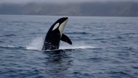 orcas in the ocean