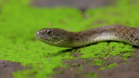 close up of checkered keelback snake on surface with moss