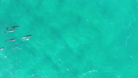 Eine-Gruppe-Delfine-Schwimmt-In-Großer-Zahl-Durch-Das-Blaue-Wasser-Der-Nördlichen-Stradbroke-Insel