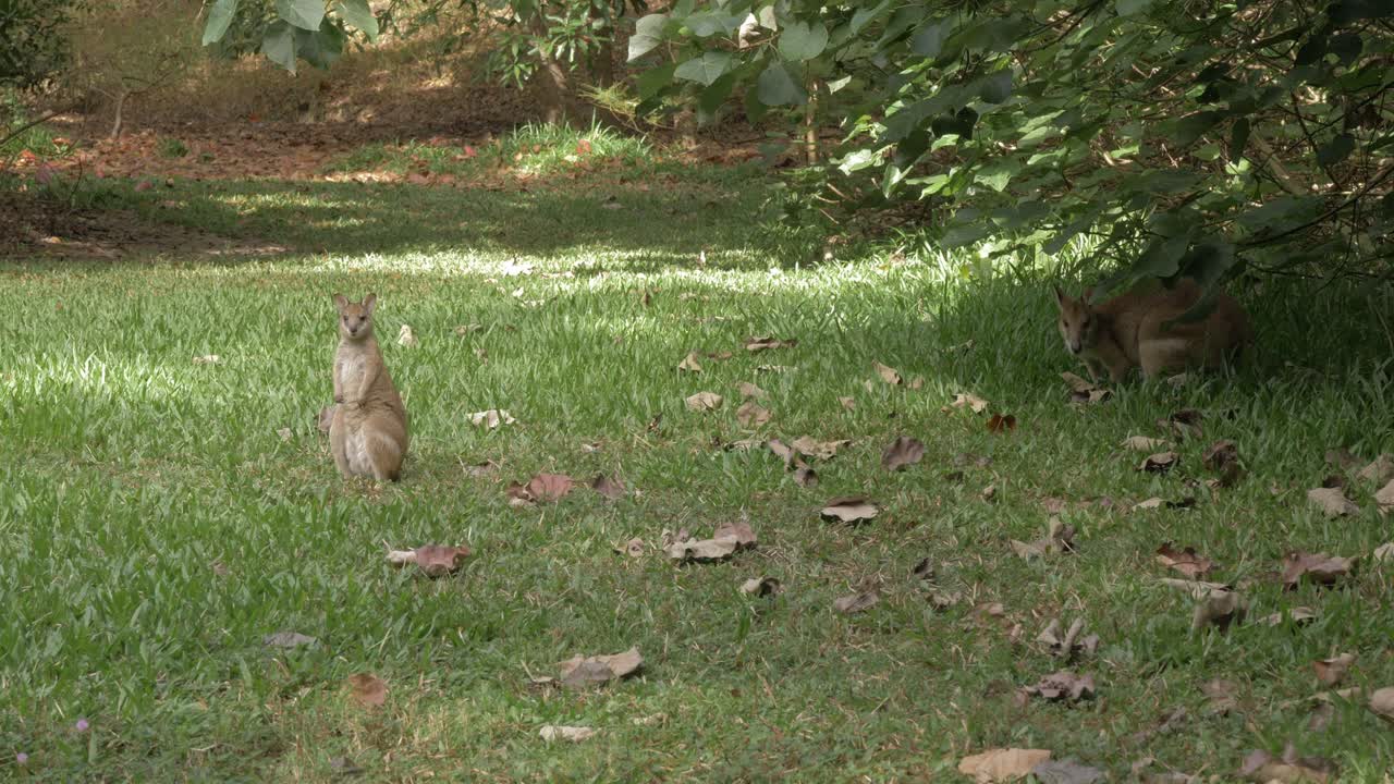 joven wallaby ágil se encuentra en el desierto mirando a la cámara en port douglas, qld, australia