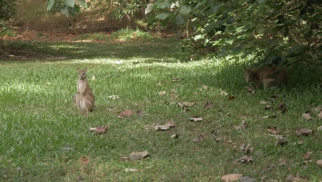 Young-Agile-Wallaby-Stands-At-The-Wilderness-Staring-At-The-Camera-In-Port-Douglas,-QLD,-Australia