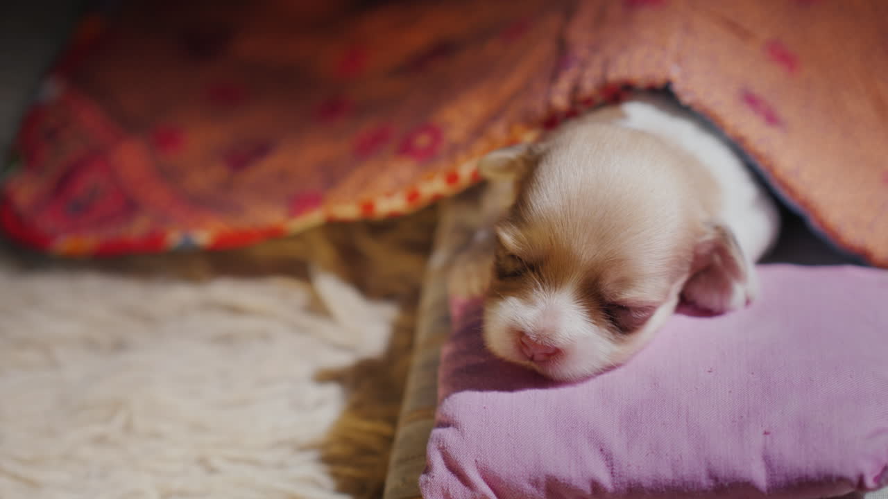 갓 태어난 귀여운 강아지가 침대에서 잔다