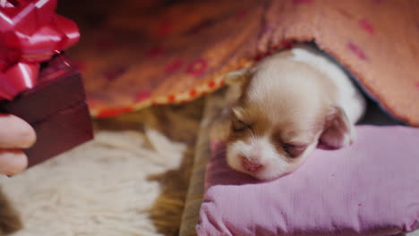 Lindo-Cachorro-Recién-Nacido-Duerme-En-Su-Cama