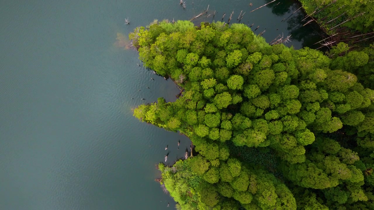 Portekiz'in Azorlar bölgesindeki Flores Adası'nda bulunan Caldeiras Funda e Rasa Doğa Koruma Alanı'ndaki göl kenarlarında yoğun ağaçlar. Havadan Tepeden Çekim.