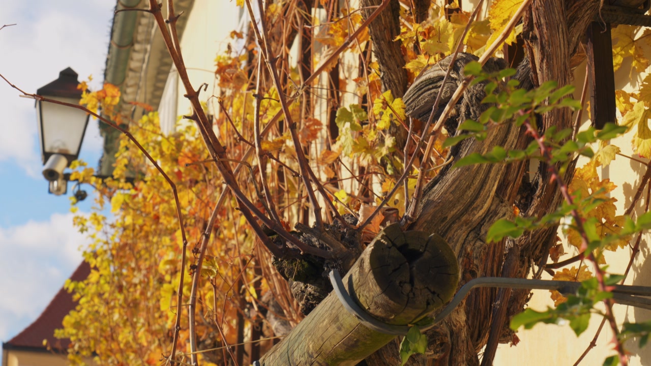 Detailed shot of the oldest wine tree in the world, located in Maribor-Slovenia.