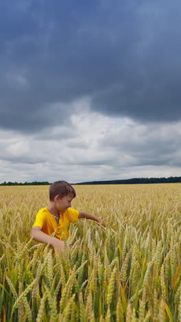 little boy among agricultural land. happy boy spinning around and hiding in farmland. cute child on yellow field under clouded sky. vertical video