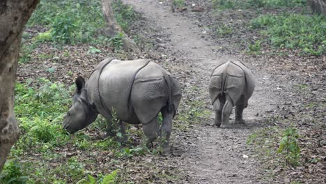 two small wild rhinos walking on a path in the jungle in the chitwan national park