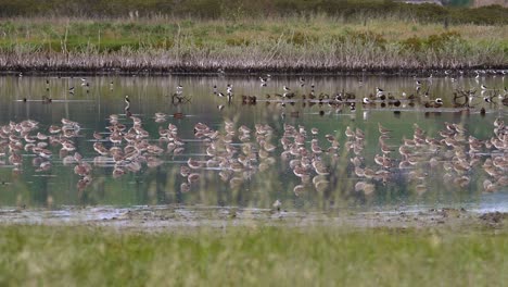 Bandada-Migratoria-De-Agujas-De-Cola-De-Barra-Pasando-El-Rato-En-Miranda,-Nueva-Zelanda,-Tiro-Amplio