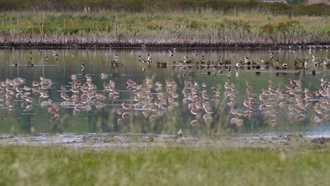una bandada de godwit migratoria con cola de barra que se encuentra en miranda, nueva zelanda,