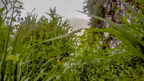 una vista de insecto de las flores silvestres que soplan en el viento antes de una tormenta