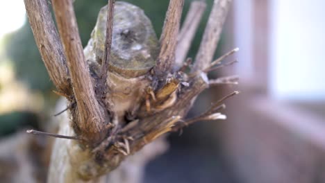 Ein-Strauch-In-Einem-Garten,-Der-Seiner-Zweige-Und-Blätter-Beraubt-Ist