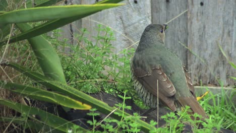 satin bowerbird female eating pecking green weeds grass daytime australia, victoria, gippsland, maffra