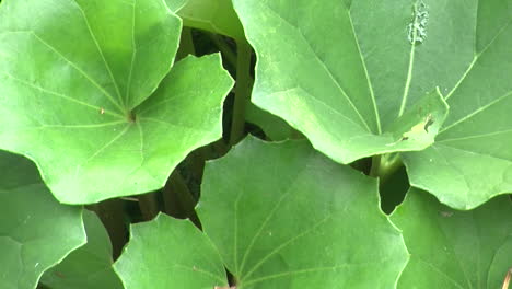 Close-up-of-leaves-of-the-tractor-seat-plant-