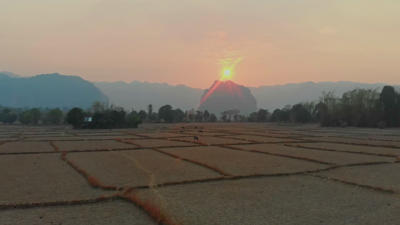 Bufali di Thakhek pascolano nella campagna al crepuscolo. Laos, Khammouane