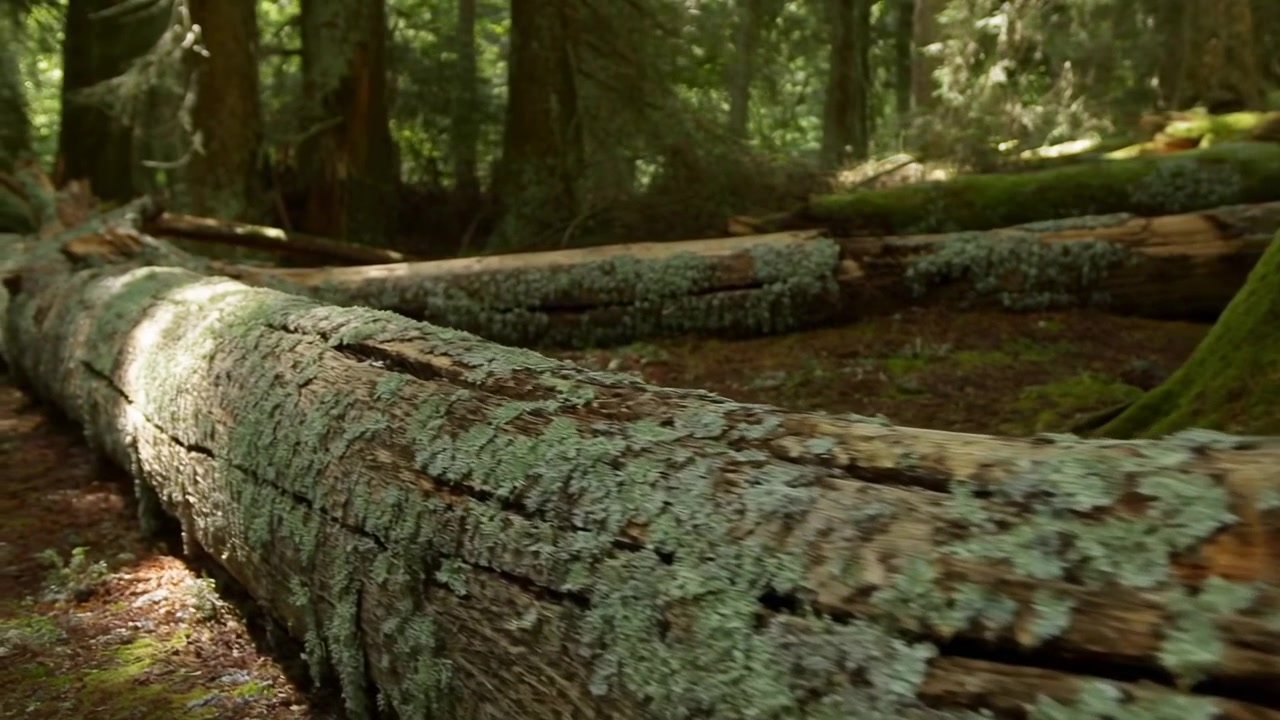 Una tranquilla canoa di tronco riposa sul suolo della foresta, circondata da muschio e alberi, catturando una scena serena e naturale con una prospettiva a livello del suolo e toni terrosi di verde e marrone, ideale
