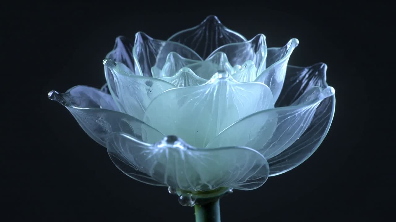 Inledande bildsekvens som visar en lotusblomma som slår ut helt på en grön stjälk, med vattendroppar på en glänsande yta.