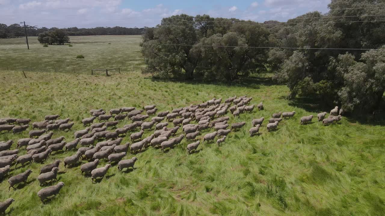 grupo de ovejas caminando juntas en una granja de pastizales durante el día soleado