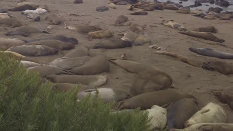 Gimbal-panning-shot-of-a-northern-elephant-seal-flipping-sand-to-help-shade-its-body-from-the-sun-in-Piedras-Blancas,-California