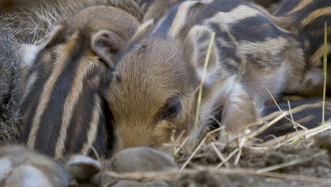 close up shot of cute newborn wild boars cuddling together and sleeping in hay