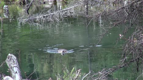 swimming beaver brings small green branches to beaver lodge in pond