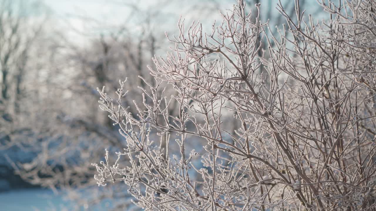 Branches covered with hoar frost and snow on a beautiful early morning sunrise. Frozen trees in winter. Extreme cold weather.