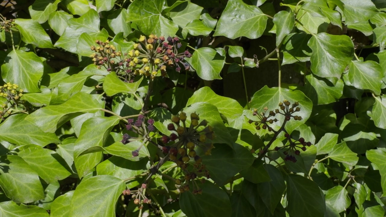 Green Ivy Wall With Red And Yellow Clusters Of Small Flowers In The Sun
