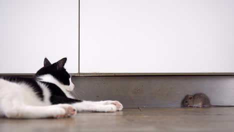 Two-lazy-british-shorthair-cats-failing-at-their-job-completely-ignore-a-brown-rat-sitting-still-on-the-kitchen-floor