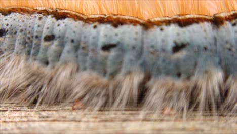 extreme macro close up and extreme slow motion of a western tent caterpillar walking in front of the frame showing off its legs