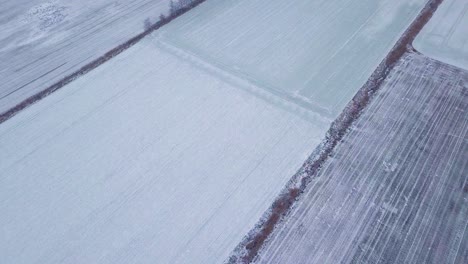 Vista-Aérea-De-Pájaros-De-Cultivos-De-Invierno-Bajo-La-Nieve,-Campos-Agrícolas-De-Trigo-De-Invierno-Bajo-La-Nieve,-Día-De-Invierno-Nublado,-Disparo-De-Drones-De-Gran-Altitud-Que-Se-Establece-Moviéndose-Hacia-Atrás