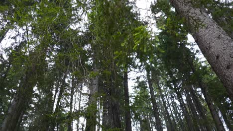 Viejo-Bosque-De-Pinos