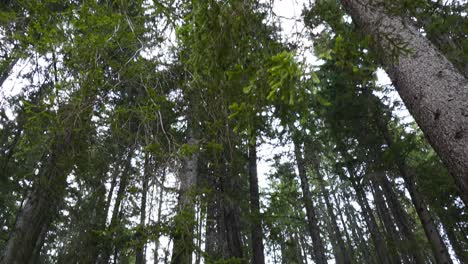 viejo bosque de pinos