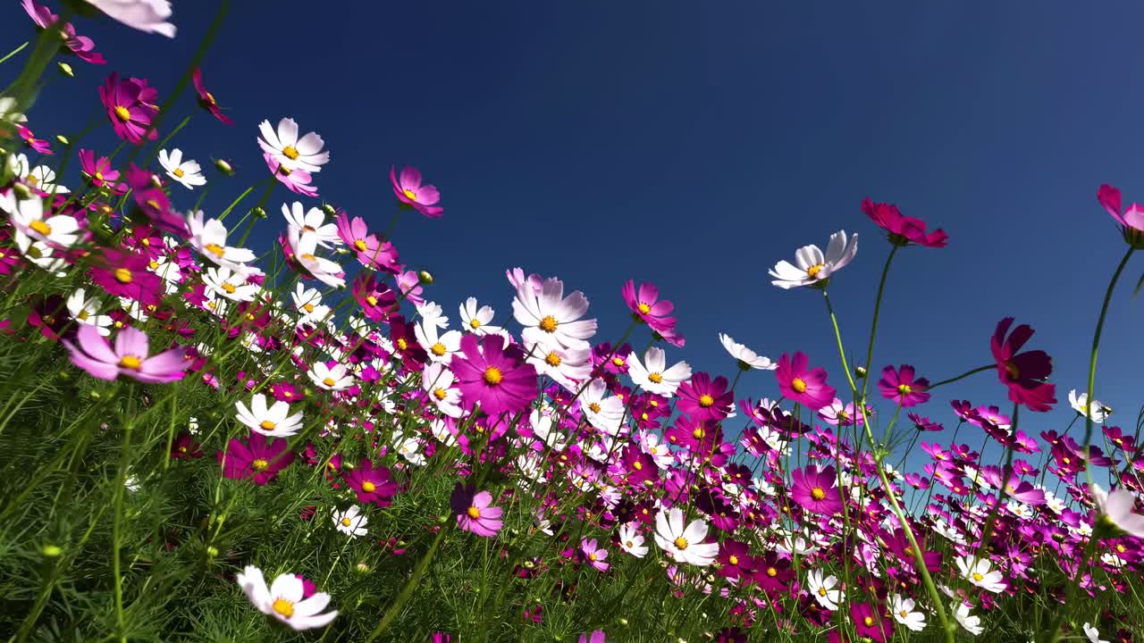 Video vivido dal basso angolo di campo di fiori rosa e bianchi con cielo azzurro limpido