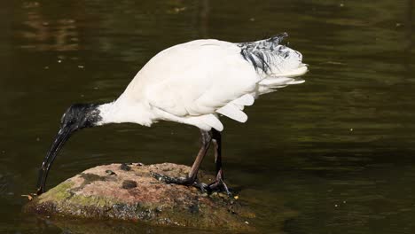 an ibis drinks water from a rock