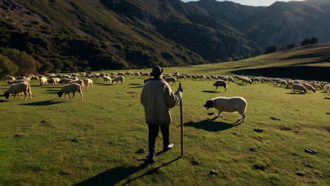 shepherd and his flock in the mountains