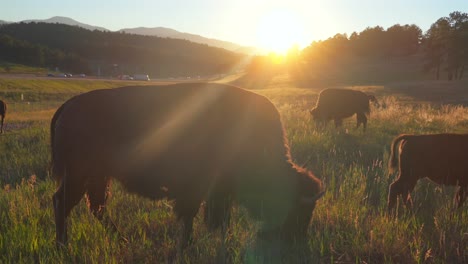 summer sunset golden hour close up buffalo bison herd wildlife animal i70 evergreen genesse denver mountain parks idaho springs colorado usa eating grass tall grass fence sun flare static shot