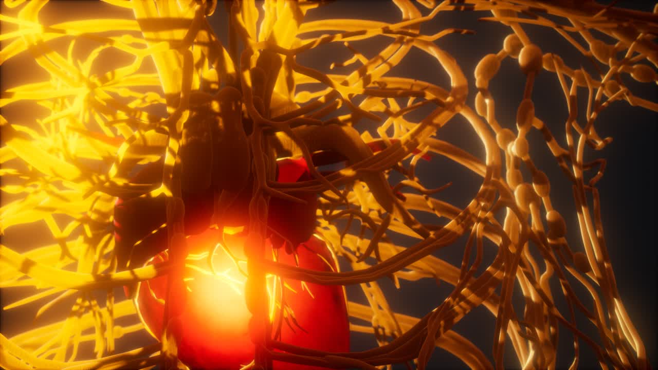 sistema de vasos sanguíneos y corazón