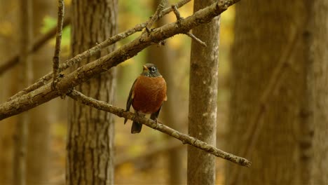 american robin bird perch on tree branch in forest