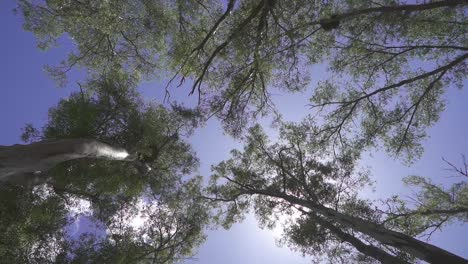 low angle, view of trees in a forest at noon