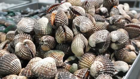 uncooked cockle display, close up