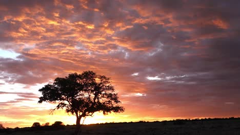 dramatic sunset in etosha national park, namibia. african safari.