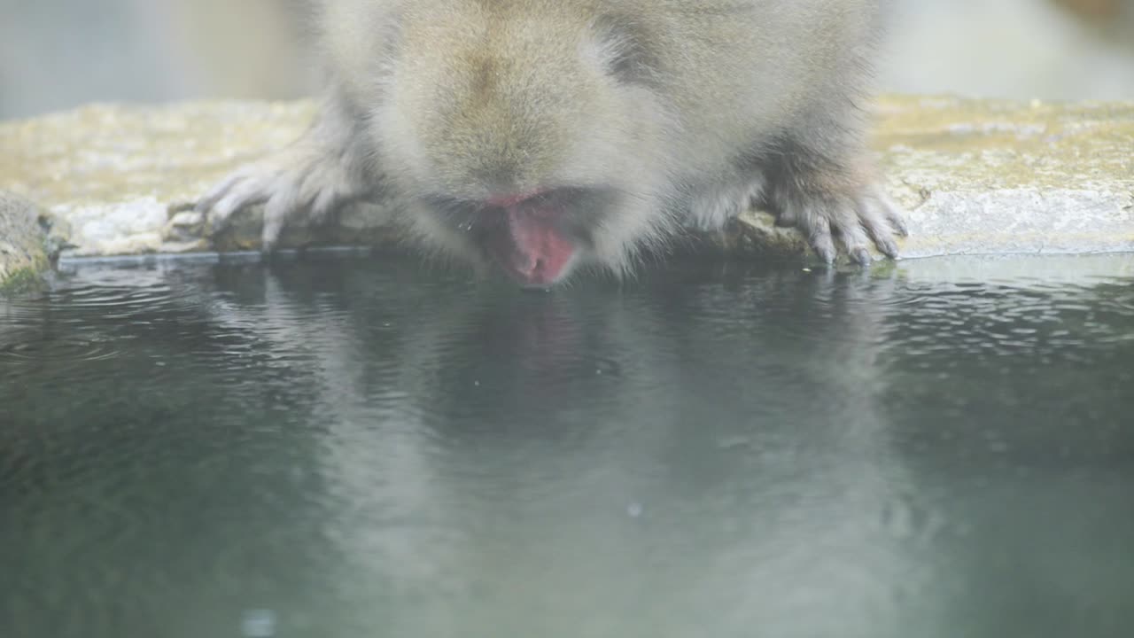 A Japanese snow monkey - macaque trying to drink hot spring - onsen water during a winter rainy day in Jigokudani Park in Japan