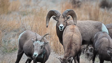 una demostración de poder: el rebaño de ovejas bighorn cerca de kamloops