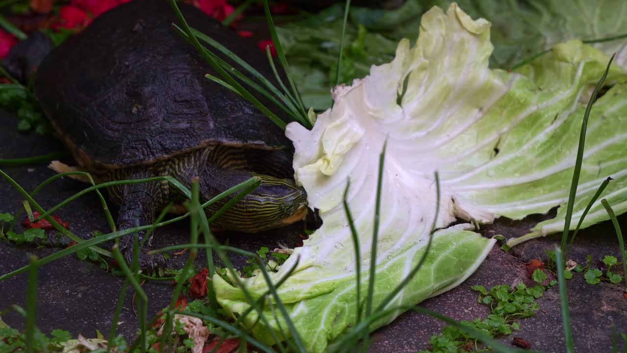 Close up shot of a hungry Chinese stripe-necked turtle (Mauremys sinensis) munches on a green cabbage leaf.
