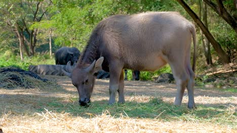 water buffalo calf grazing on the grass at the field in thailand on a sunny day