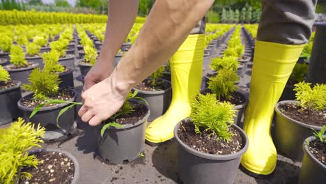 el invernadero, el cultivo de flores.