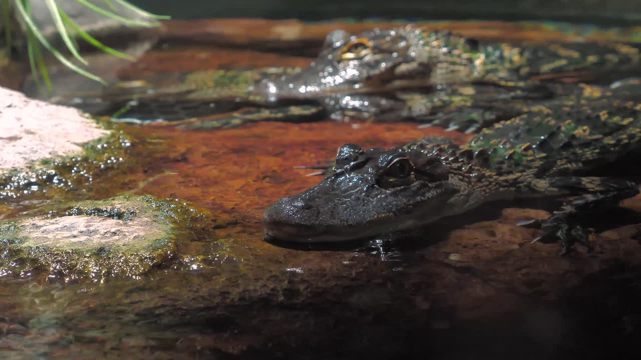 pequeño reptil yace en la superficie del agua, imperturbable en una exhibición de museo