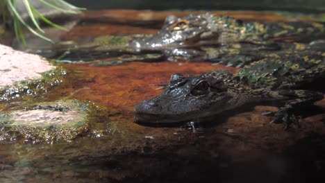 small reptile lays at the surface of the water, undisturbed in a museum exhibit