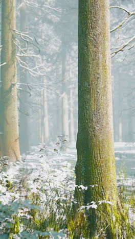 winter wonderland: a misty forest scene