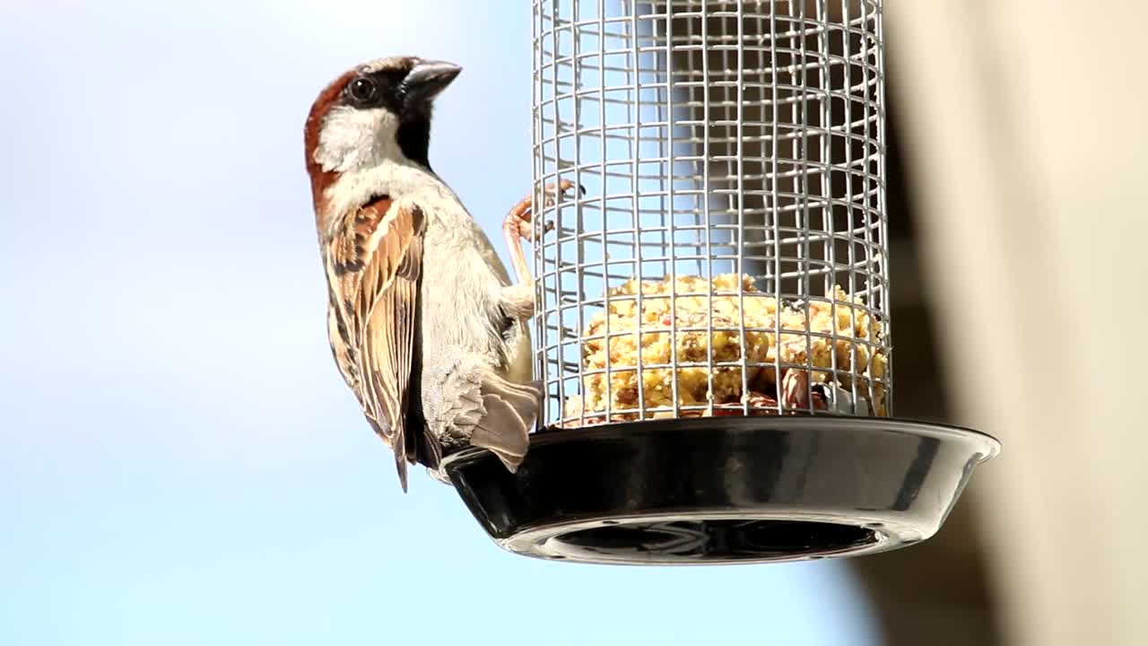 House sparrow in outdoor grabbing food from feeding cage.Closeup of one Eurasian tree sparrow bird perched on hanging suet cake feeder cage mounted on window.
