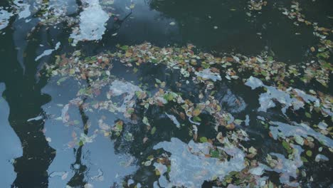 Calm-waters-of-the-Wissahickon-Creek,-leaves